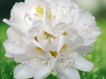 10 Seeds Rhododendron Maximum Evergreen Native Shrub Woodland Garden