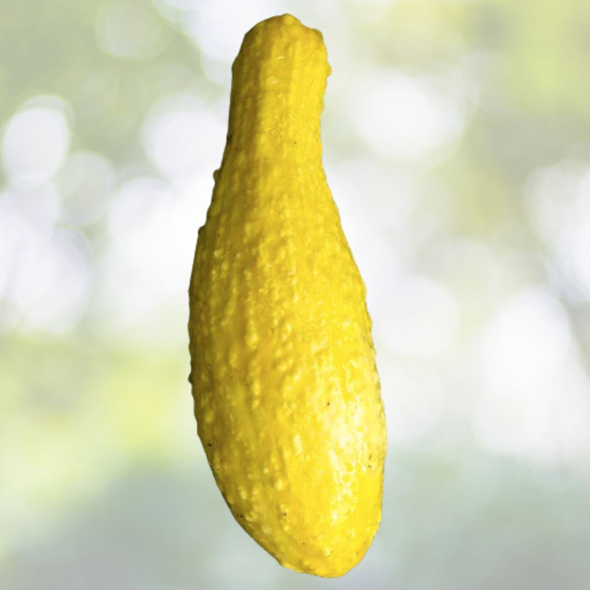 Crookneck Golden Summer Squash Seeds - Heirloom NON-GMO Fresh Garden Seeds - Cucurbita pepo