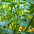 Radish Seeds 100 Count White Lady Non-GMO Raphanus sativus Vegetable Seeds for Gardening and Sprouting