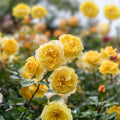Orange Yellow Rose Bush 1-2 ft 'Arizona' AARS 1975 Winner Rosa spp. Hardy Landscape Plant for Gardens and Landscaping