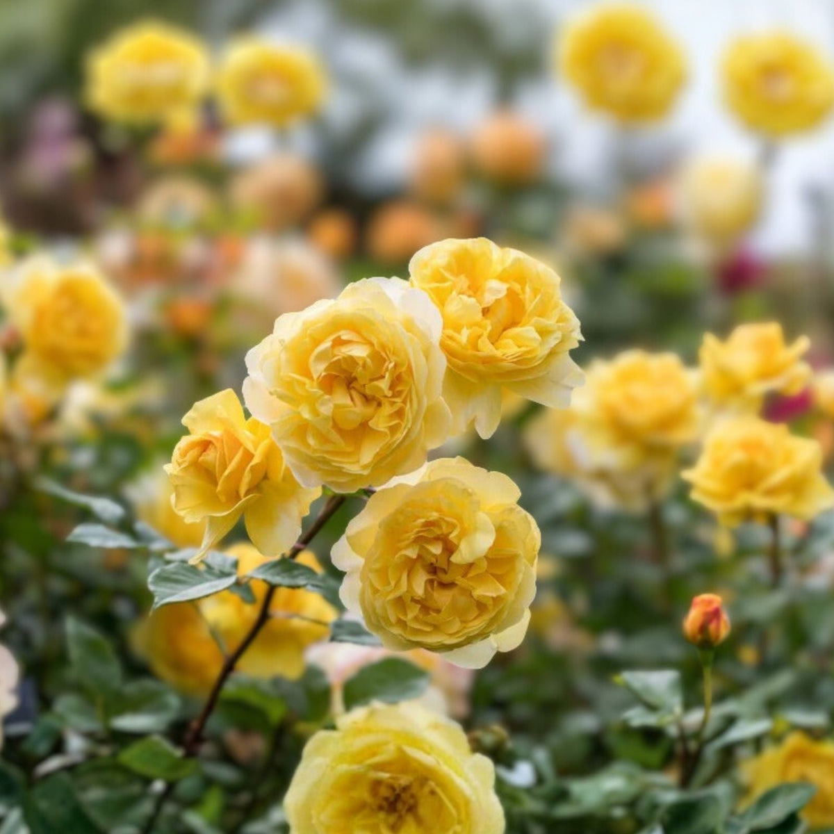 Orange Yellow Rose Bush 1-2 ft 'Arizona' AARS 1975 Winner Rosa spp. Hardy Landscape Plant for Gardens and Landscaping