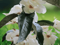 5 Seeds Magnolia doltsopa Evergreen Magnolia Fragrant White Blooms Ornamental Tree