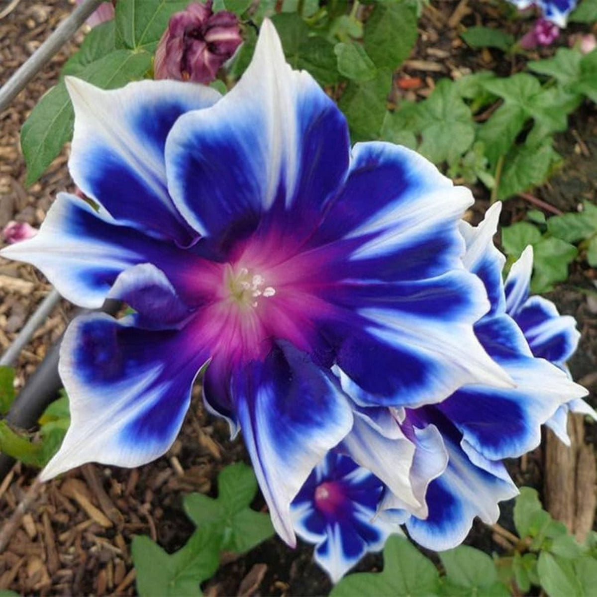 Morning Glory Seeds 100pcs Pack Perennial Flower Seeds for Garden Ipomoea Elegant Vines