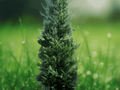 10 Leyland Cypress Starter Plants Evergreen Privacy Trees Live Plants