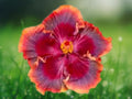 20 Seeds Hibiscus Mix Red Purple Orange Tropical Perennial Flower Easy Grow Exotic Patio Plant