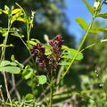 False Indigo Bush Seeds 100 Pack – Amorpha fruticosa Perennial Native Plant for Garden and Landscaping