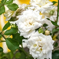 Rosa 'Icy Drift' Groundcover Rose Cuttings - 6 Shrub Planting Material for Garden Landscaping