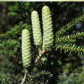 Fortune's Keteleeria Tree Seeds 30 Pack - Keteleeria fortunei Evergreen Conifer for Planting, Ornamental Garden Tree