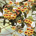 Tangerine Beauty Cross Vine Starter Plant 1ft, Yellow Orange Flowers, Bignonia Capreolata, Hummingbird & Butterfly Attractant