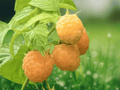 5 Live Plant Golden Anne Raspberry Rubus idaeus Starter Plug