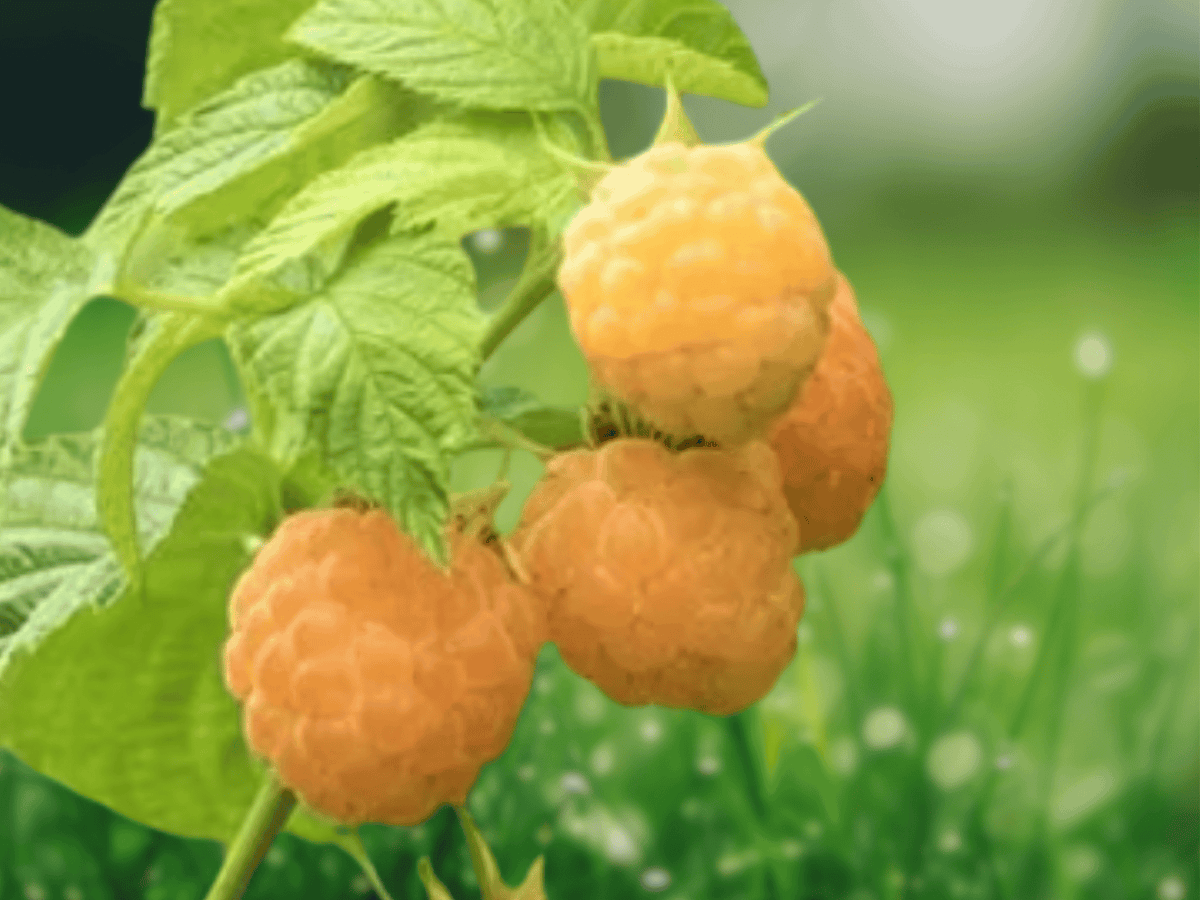 5 Live Plant Golden Anne Raspberry Rubus idaeus Starter Plug
