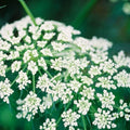 Caraway Herb Seeds 500 Count Culinary Herb for Planting and Cooking Carum carvi