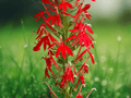 10 Seeds Lobelia cardinalis Cardinal Flower Native Perennial Hummingbird Favorite Red Blooms