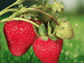 25 Live Plants Jewel Strawberry Junebearing
