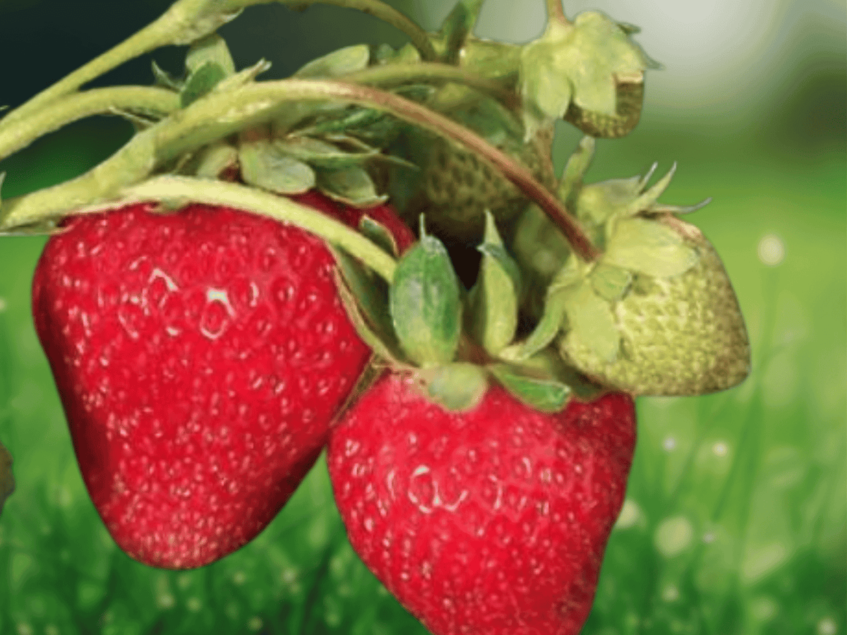25 Live Plants Jewel Strawberry Junebearing