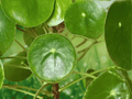 1 Live Plant Chinese Money Plant Pilea Peperomioides 4 Inch Pot Houseplant