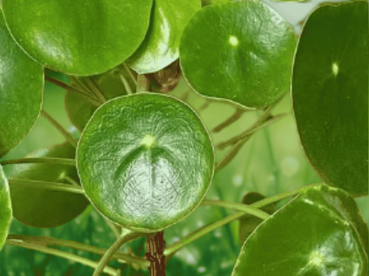 1 Live Plant Chinese Money Plant Pilea Peperomioides 4 Inch Pot Houseplant