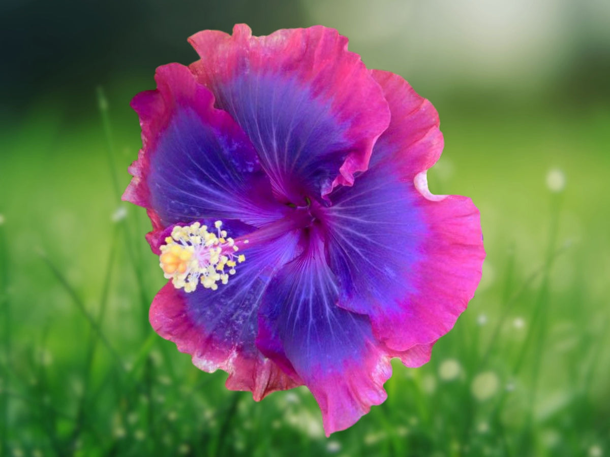 20 Seeds Pink Blue Hibiscus Flower Bicolor Fragrant Tropical Perennial Attract Butterflies Easy Grow