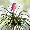 12 Pack Air Plants - Tillandsia Cyanea - Pink Quill Bromeliad - Easy Care Epiphytes for Terrariums - Decorative Indoor Plants
