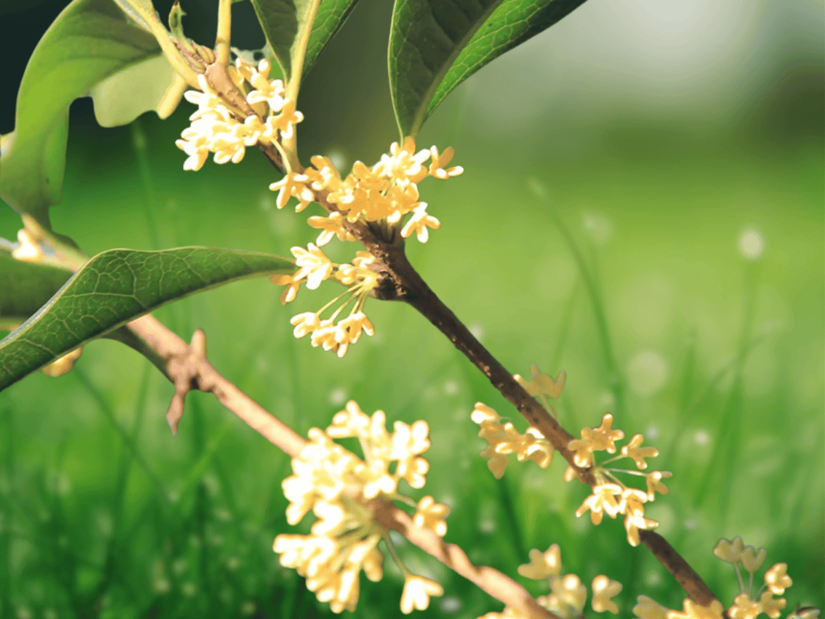 5 Seeds Osmanthus Fragrans Sweet Olive Fragrant Evergreen Shrub