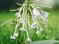 25 Seeds Nicotiana sylvestris White Woodland Flowering Tobacco Ornamental