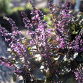 Licorice Basil Seeds 500 Count Non-GMO Herb Ocimum basilicum Flavorful Culinary Plant