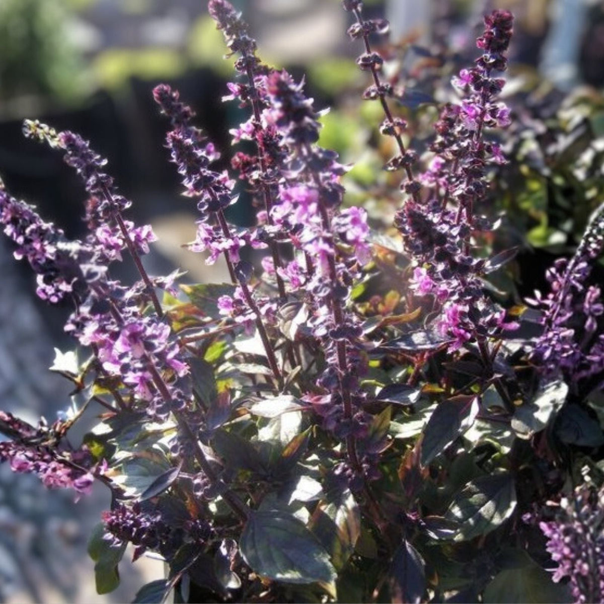 Licorice Basil Seeds 500 Count Non-GMO Herb Ocimum basilicum Flavorful Culinary Plant