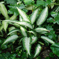 Dieffenbachia Panther Plant - 3 Gallon Pot - Tropical Indoor Plant with Vibrant Foliage - Dieffenbachia spp.