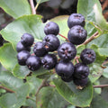Black Chokeberry 1-2 Ft Shrub Set of 2 - Bare Root - Aronia melanocarpa - Edible Berries, Ornamental Shrubs for Zones 5-9