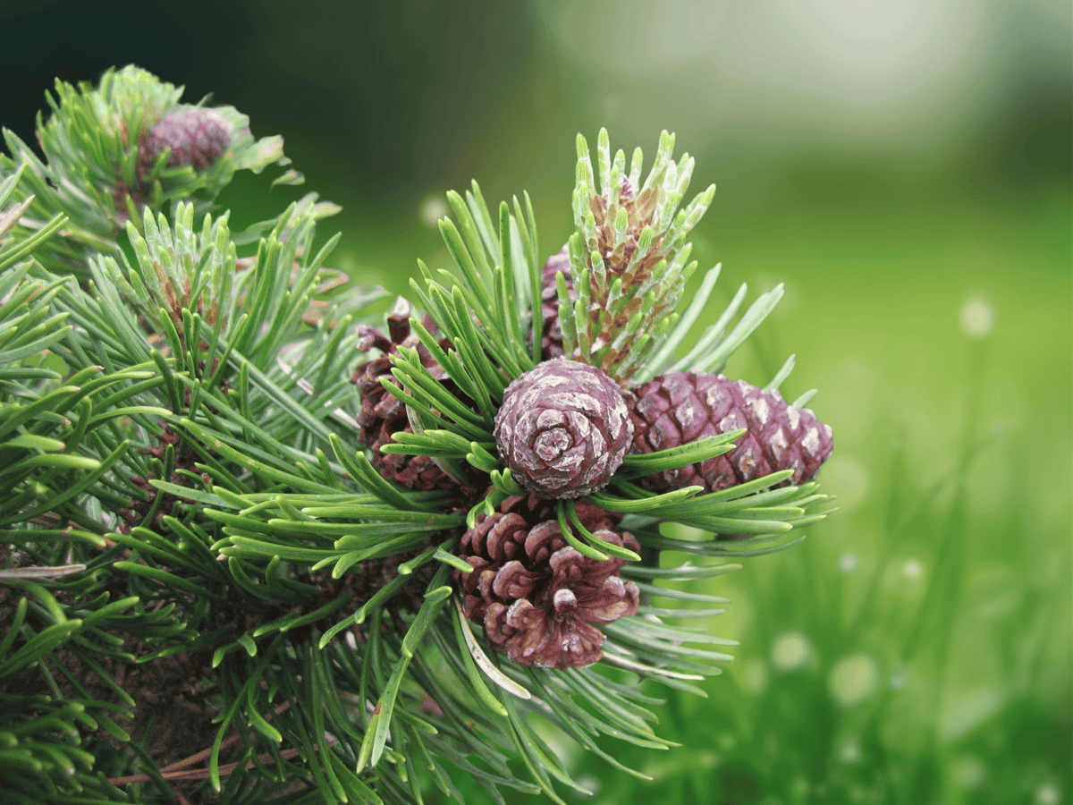 5 Seeds Pinus mugo Mugo Pine Dwarf Evergreen Tree Cold Hardy Bonsai