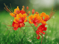 5 Seeds Caesalpinia pulcherrima Pride of Barbados Dwarf Poinciana Flowering Shrub