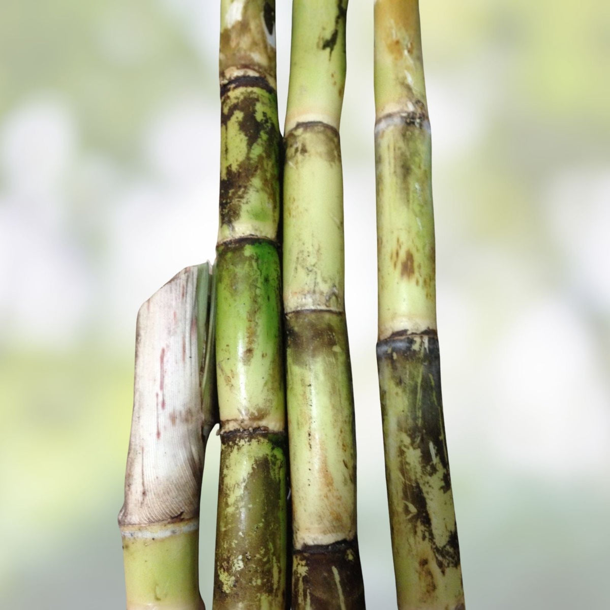 Sugarcane Buds - Heirloom Fresh Cut for Planting - Florida Grown - Ready to Ship