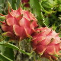 Red Dragon Fruit Cuttings 5 Pcs Pink Skin Red Flesh Hylocereus undatus Ready to Plant