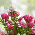 Vanilla Strawberry Hydrangea Cuttings 6-7" Unrooted, White-Pink Blooms, Hydrangea paniculata, Hardy Zones 4-8, 5+2 Free