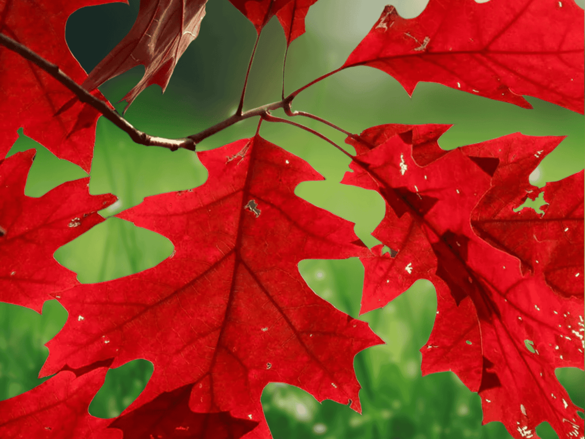1 Bare Root Northern Red Oak Tree 12" Quercus rubra Shade Tree