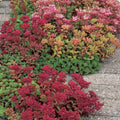 Potentilla Seeds 1000 Count Deep Pink Flowers Perennial Ground Cover Potentilla fruticosa Attracts Pollinators
