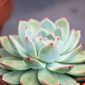 Echeveria Elegans Cutting 1-2" Mexican Snowball Succulent Single Head Plant Echeveria elegans