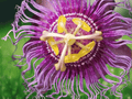 1 Live Plant Passiflora edulis Possum Purple Passion Fruit Vine