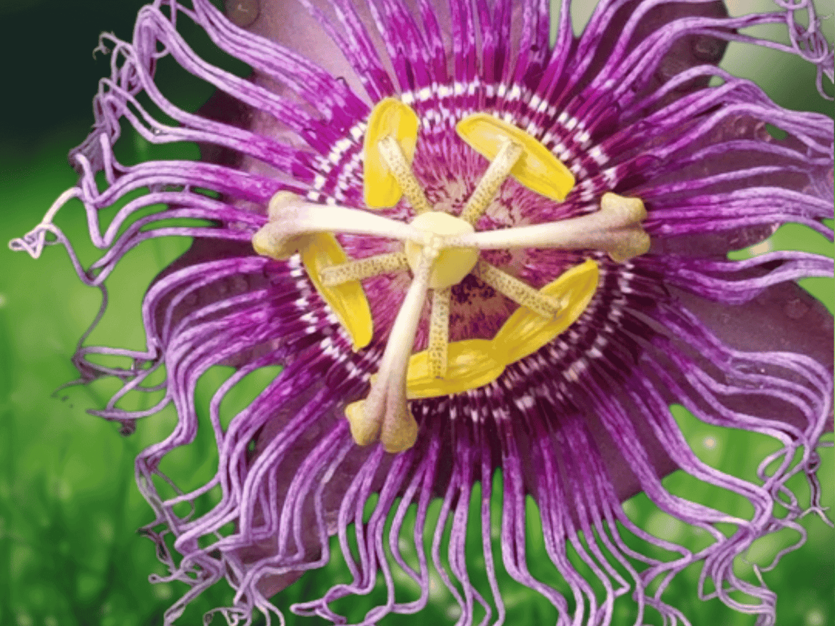 1 Live Plant Passiflora edulis Possum Purple Passion Fruit Vine