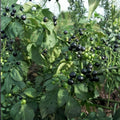 Dusk Huckleberry Seeds Non-GMO Edible Berry Plant Vaccinium deliciosum 125 300 500 Seeds Garden Plant