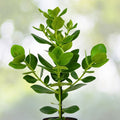 Clusia Rosea Autograph Tree Cuttings 9-Pack, Tropical Evergreen Ornamental Plant, Easy Propagation, Clusia Rosea
