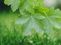 10 Seeds Sycamore Maple Tree Acer pseudoplatanus Shade Deciduous Ornamental