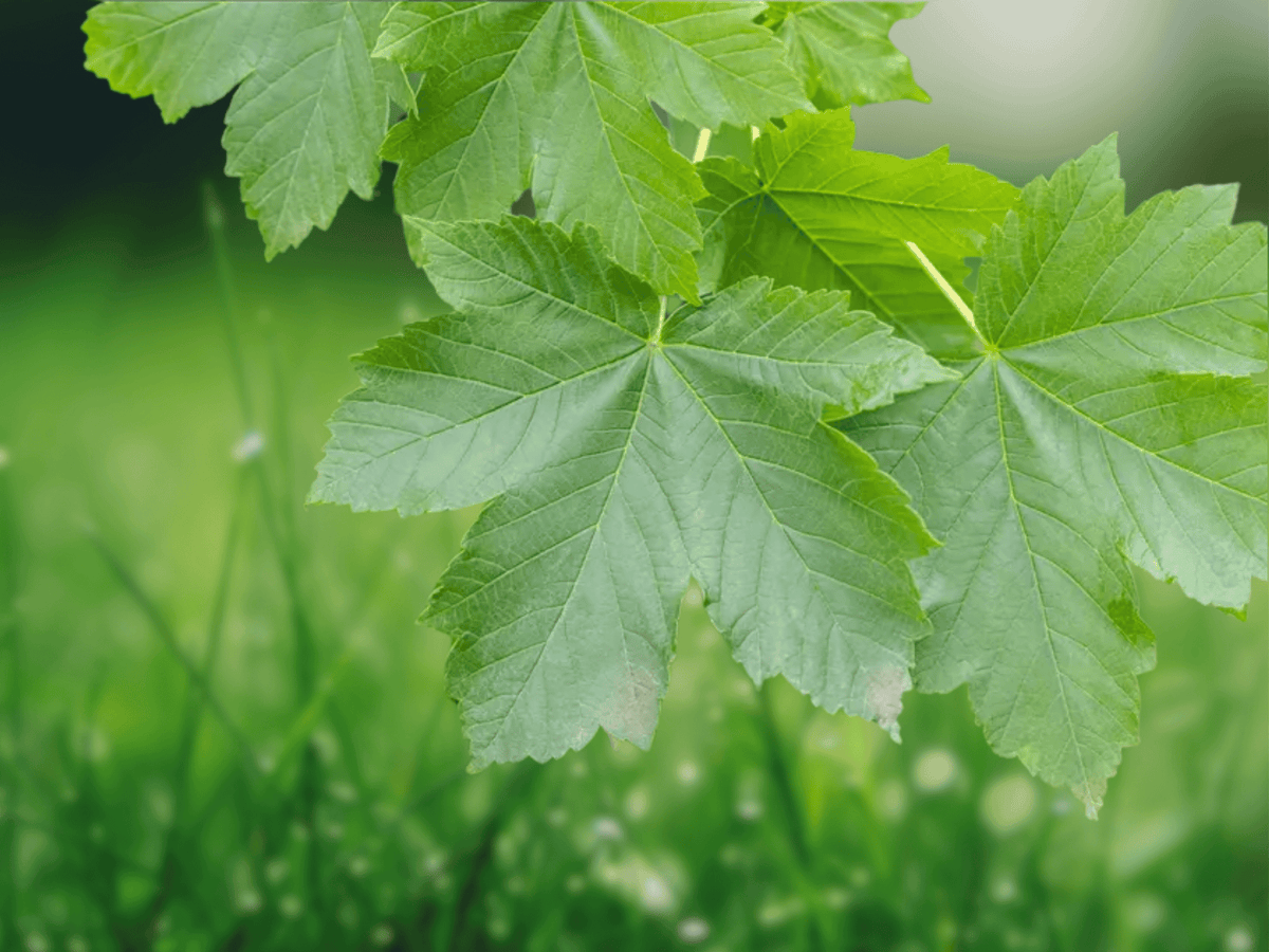 10 Seeds Sycamore Maple Tree Acer pseudoplatanus Shade Deciduous Ornamental