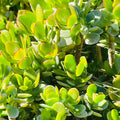 Succulent Cuttings 4" Green Jade Crassula Ovata Unrooted Money Plant Tree for Indoor Garden
