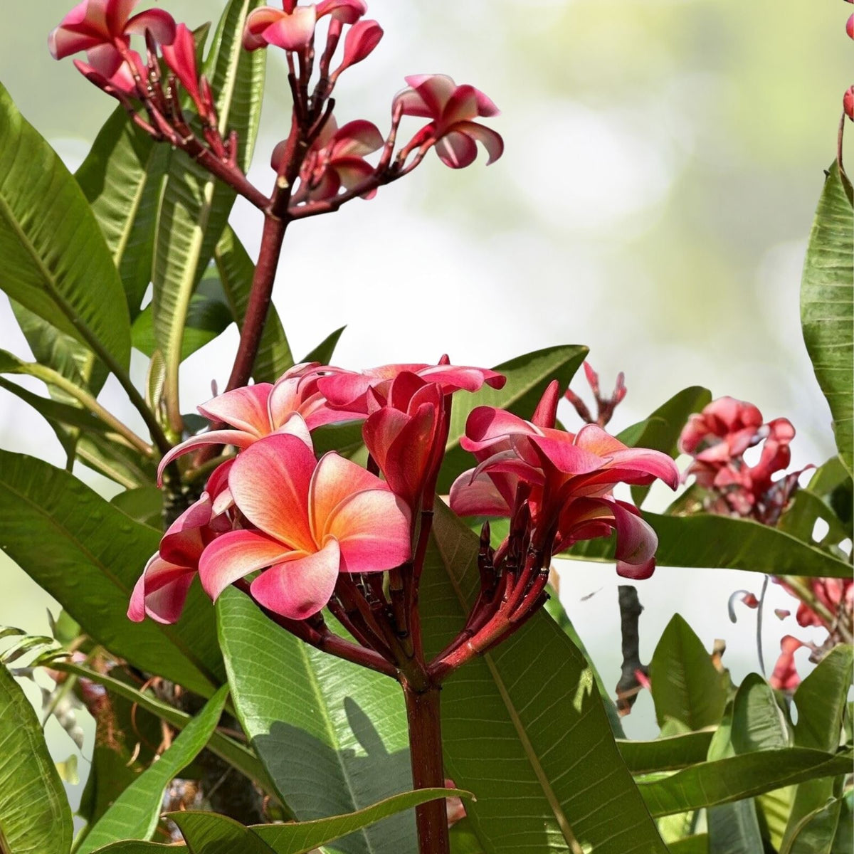 Pink Plumeria Cutting - 10 Inch Unrooted Starter Plant, Frangipani Variety, Fresh Single Head, Plumeria spp.