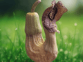 5 Aristolochia manshuriensis Seeds – Dutchman's Pipe Vine