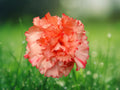 100 Seeds Chabaud Carnation Dianthus Caryophyllus Fragrant Mixed Colors Hardy Perennial Easy Grow Garden Cut Flower