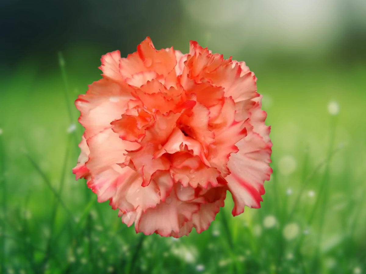 100 Seeds Chabaud Carnation Dianthus Caryophyllus Fragrant Mixed Colors Hardy Perennial Easy Grow Garden Cut Flower