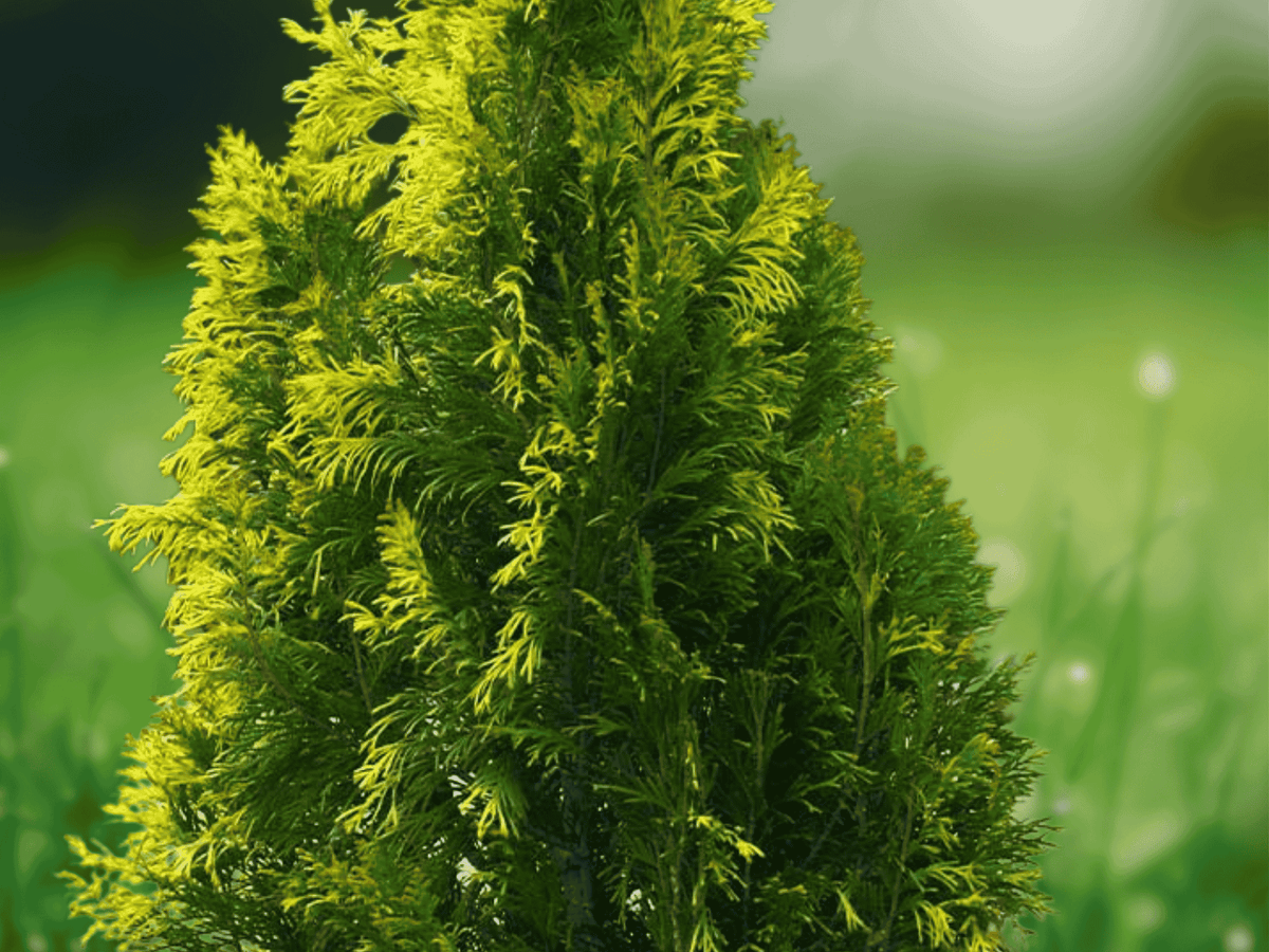 10 Starter Plugs Berckman's Gold Arborvitae Platycladus orientalis