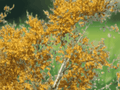 25 Seeds Whitespire Birch Betula populifolia White Bark Tree